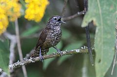 Speckle-breasted Wren